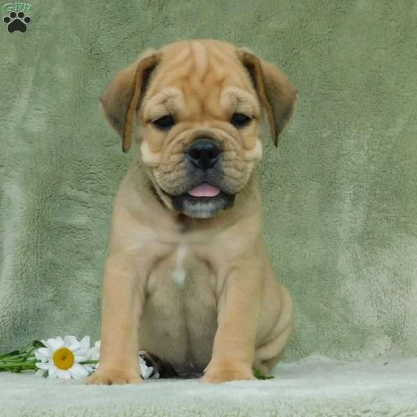 Brody, Miniature Bulldog Puppy